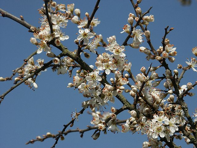 Prunus spinosa